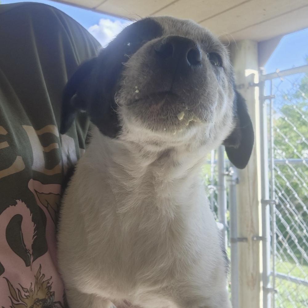 Enlarge AAD New Arrival! Reef - 26072, a Adoptable mixed breed in Armonk, NY image 6/6