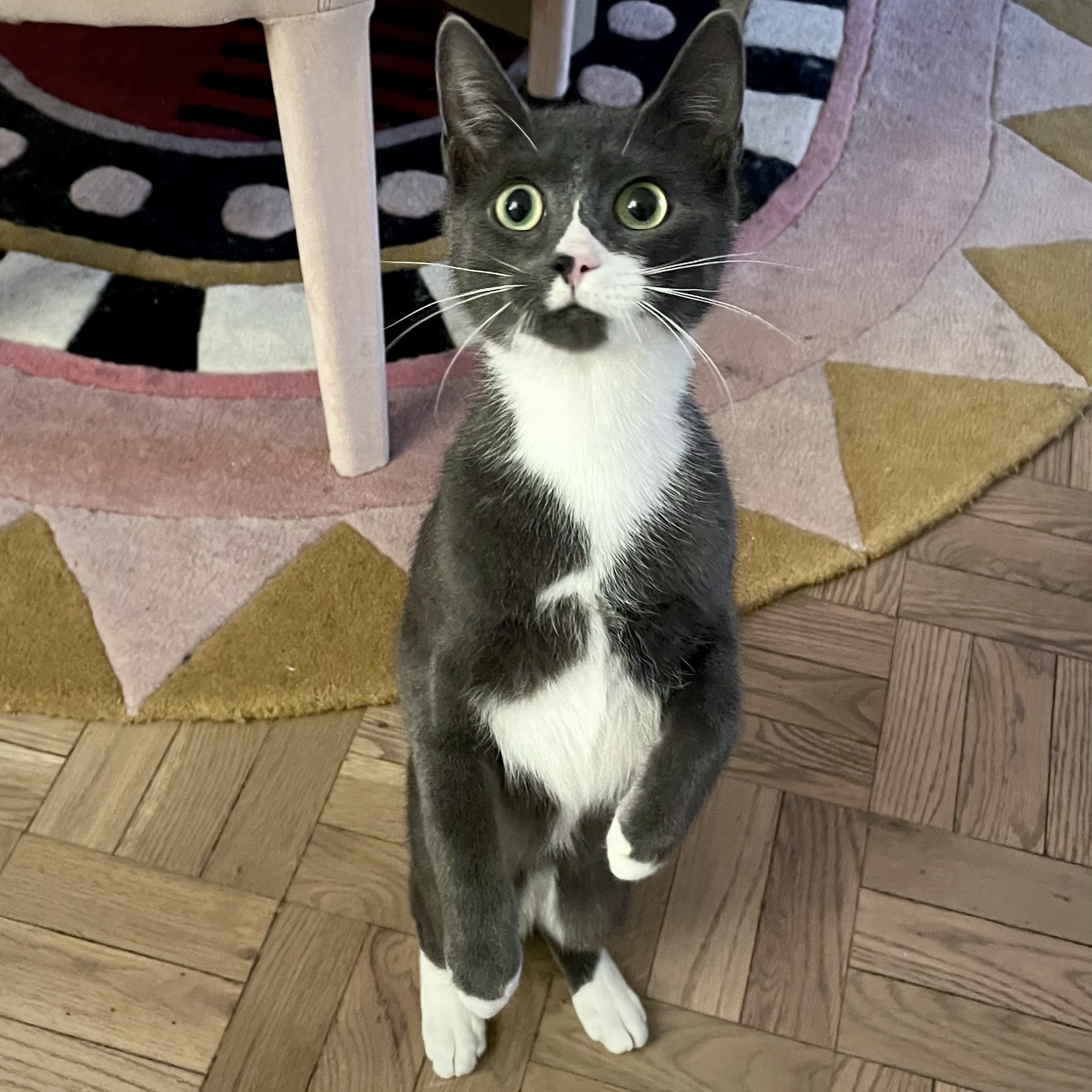 Socks, Baby Male Domestic Short Hair