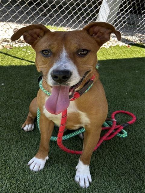 ROSCOE, Adoptable, Young Male Pit Bull Terrier & Mixed Breed.