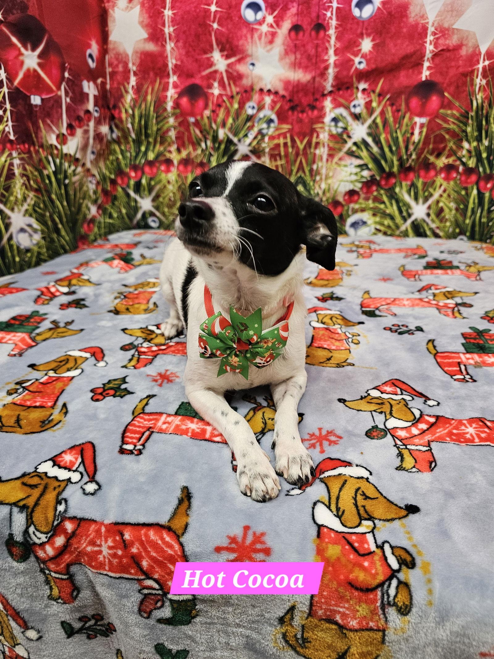 Hot Cocoa thumbnail 3