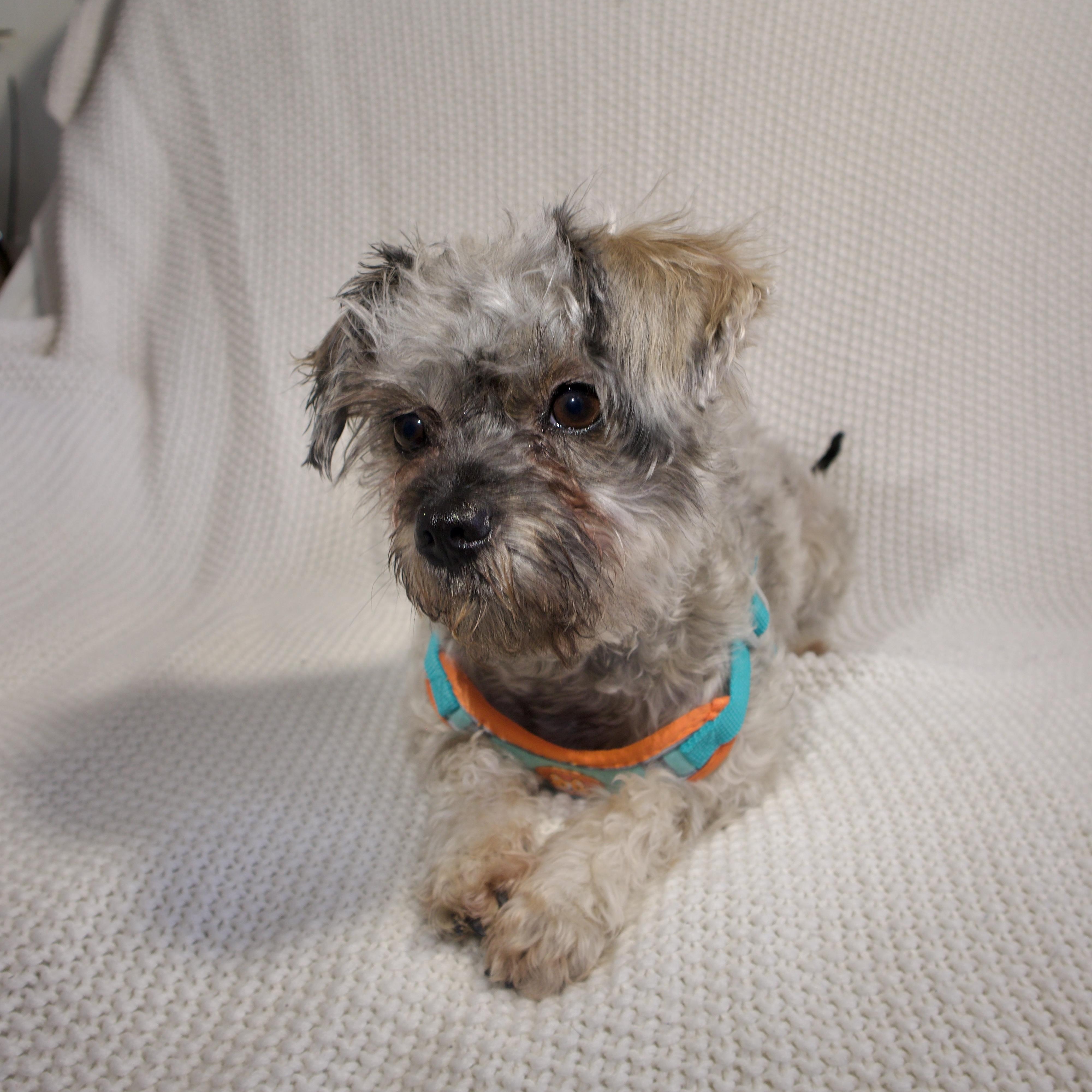 Enlarge Rocky, an adopted mixed breed in Wrightstown, NJ image 3/6