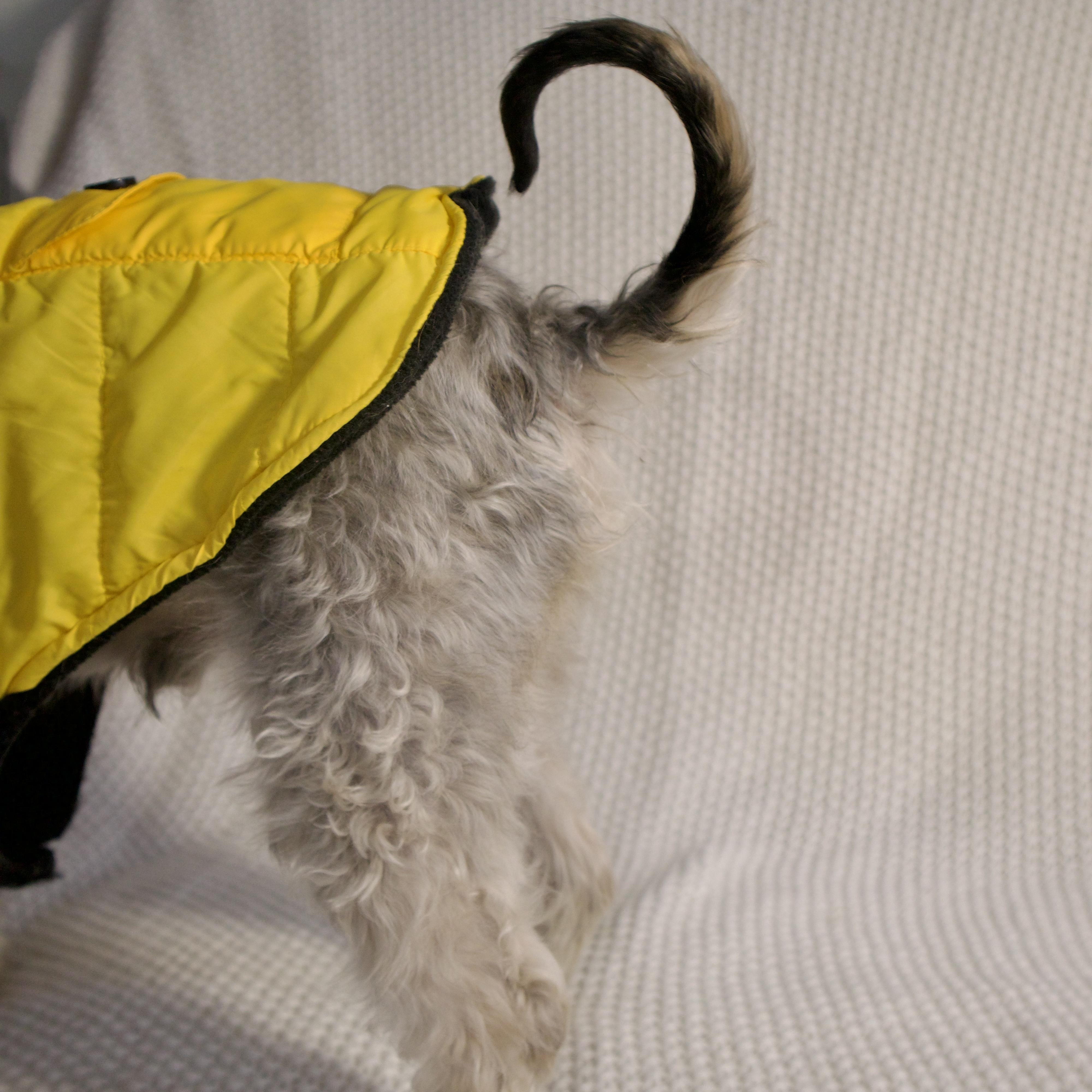 Enlarge Rocky, an adopted mixed breed in Wrightstown, NJ image 6/6