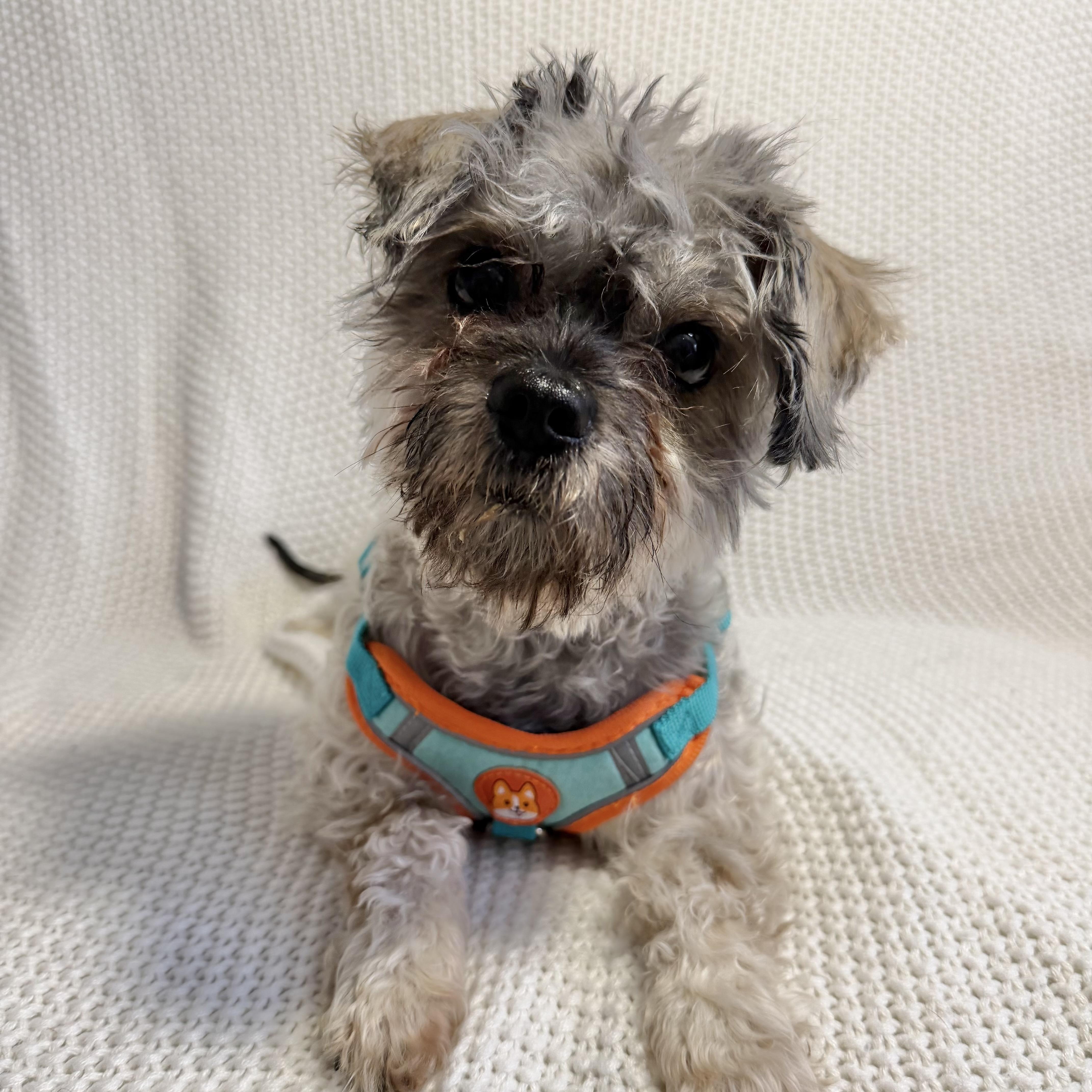 Enlarge Rocky, an adopted mixed breed in Wrightstown, NJ image 4/6