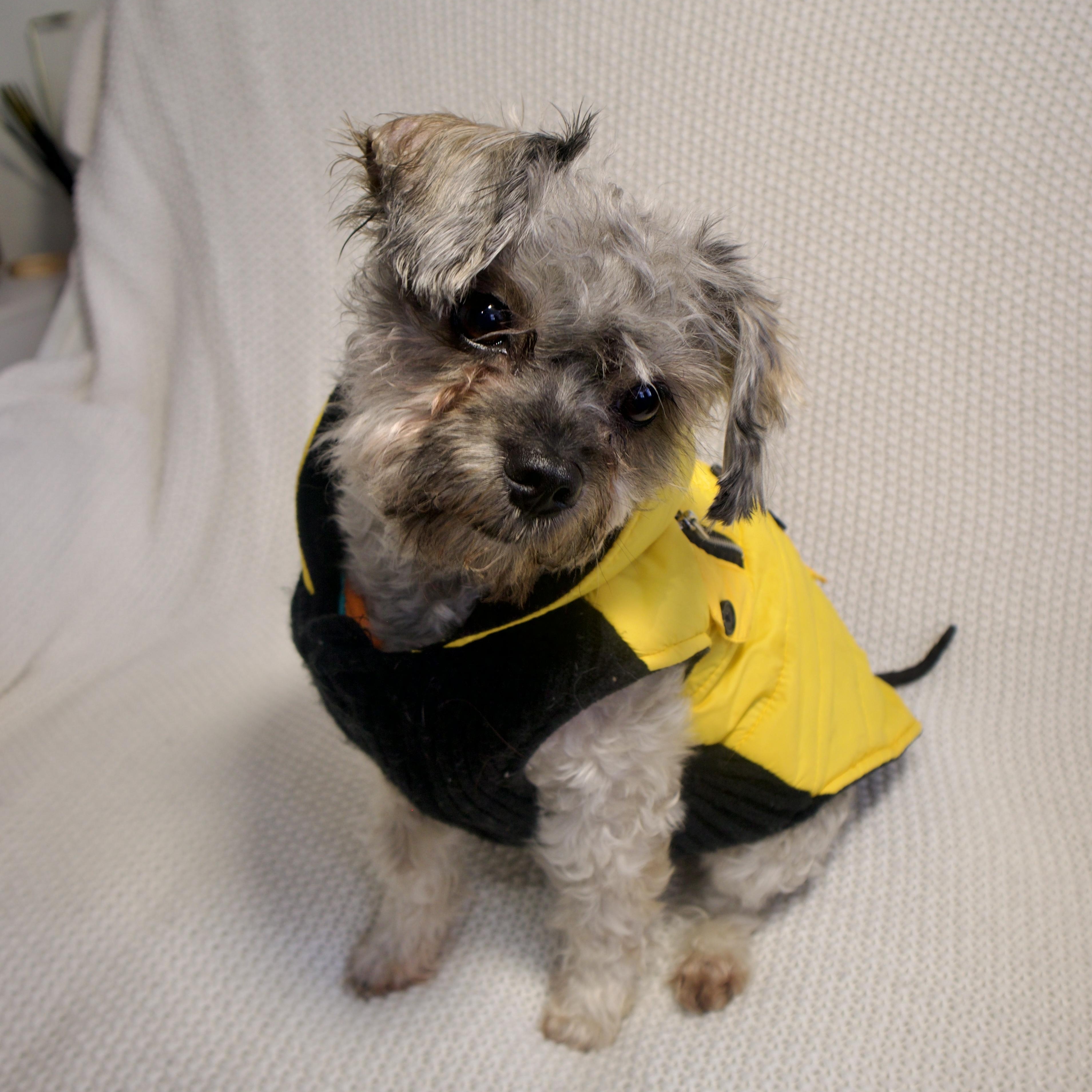Rocky, adopted, Young Male Shih poo & Shorkie.