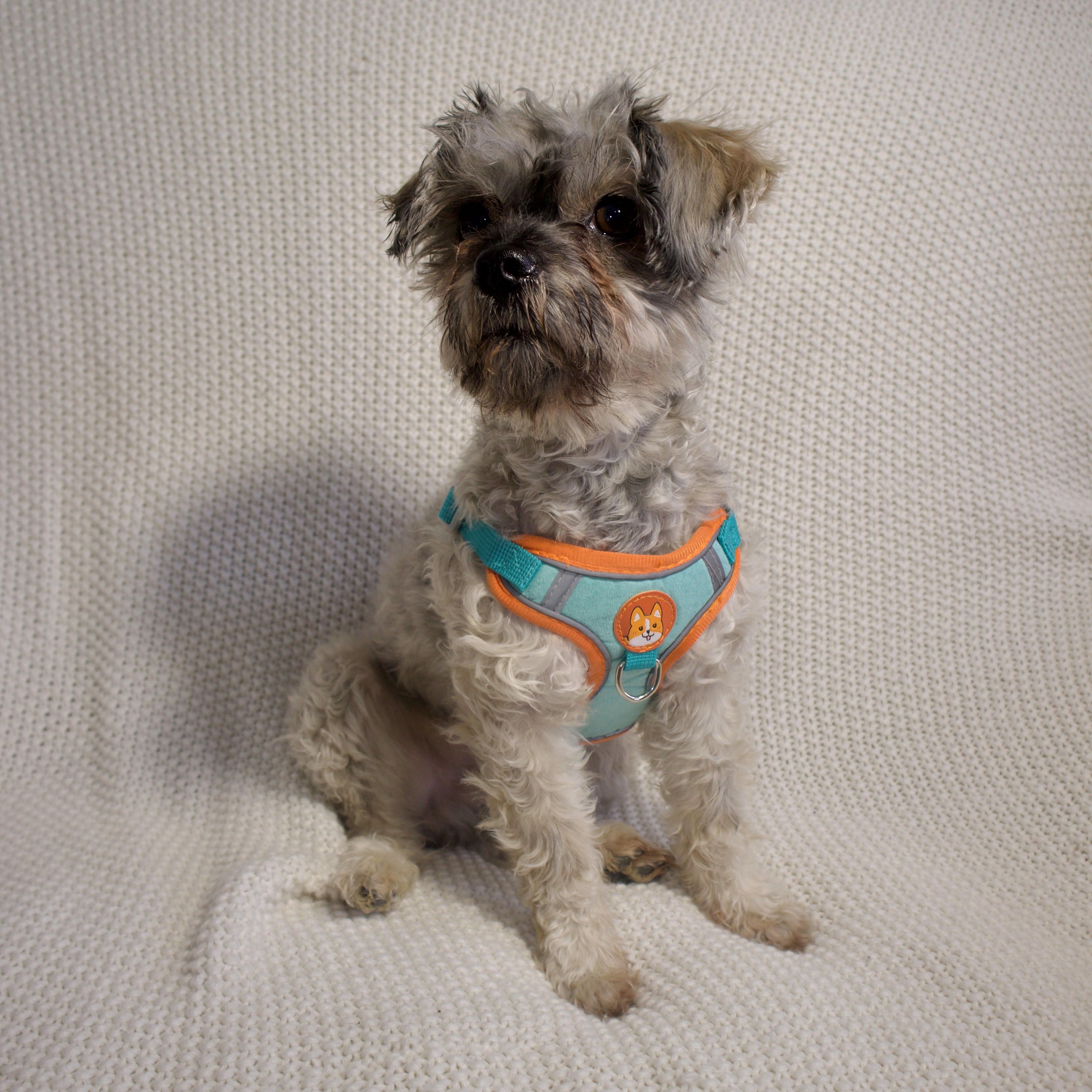 Enlarge Rocky, an adopted mixed breed in Wrightstown, NJ image 5/6