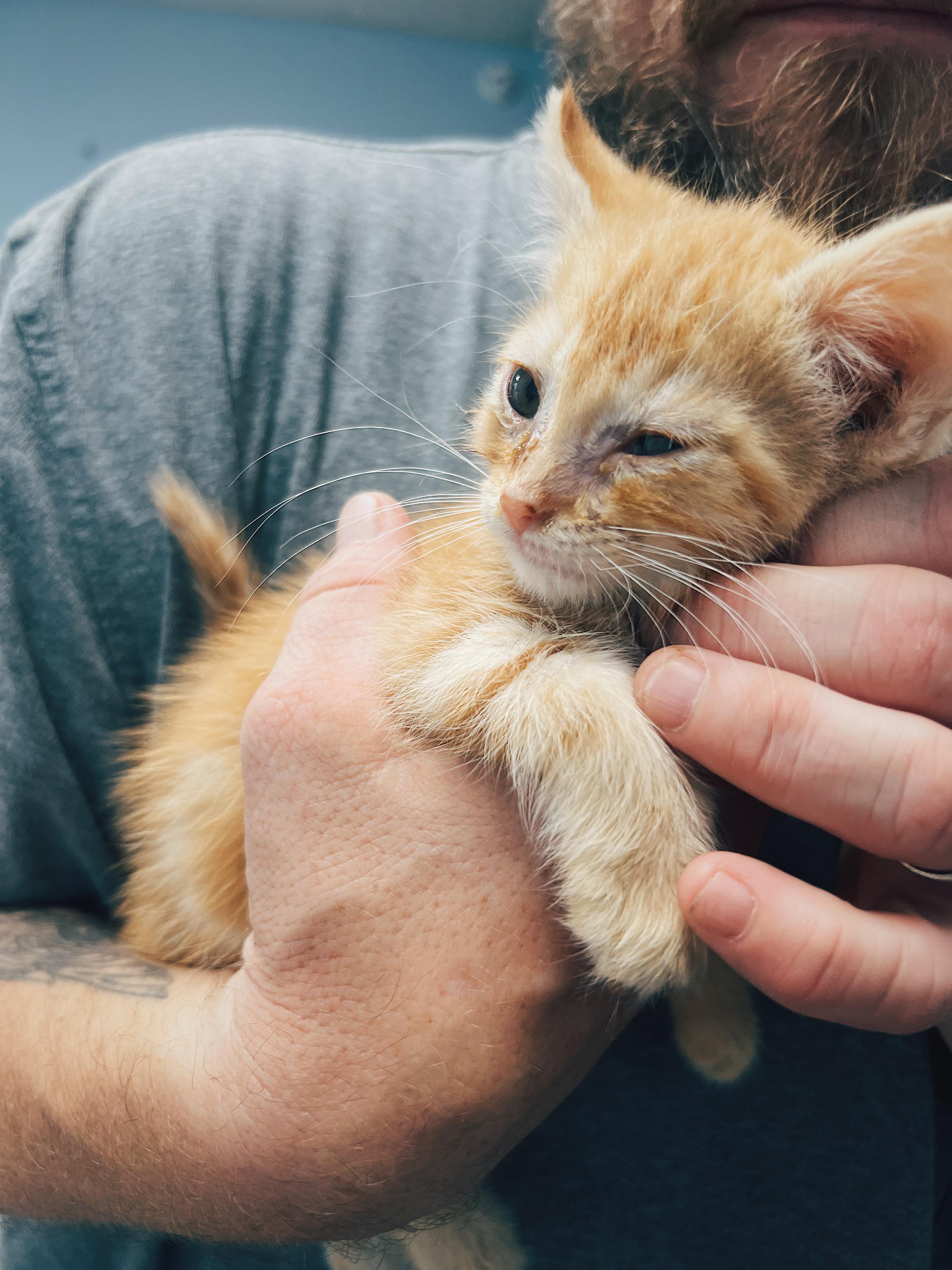 Acorn, a ADOPTABLE Domestic Medium Hair in Okmulgee, OK image 3/3