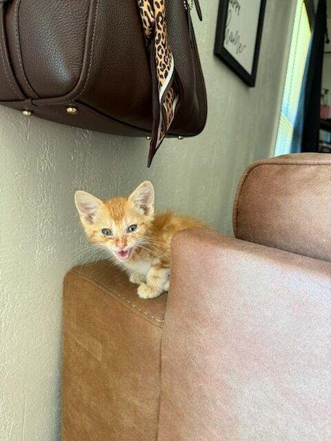 Enlarge Acorn, an adopted Domestic Medium Hair in Okmulgee, OK image 2/6