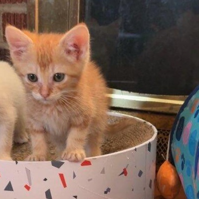 Enlarge Acorn, an adopted Domestic Medium Hair in Okmulgee, OK image 3/6