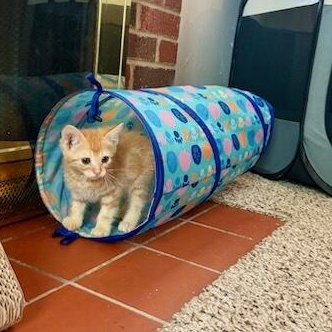 Acorn, adopted, Kitten Male Domestic Medium Hair.