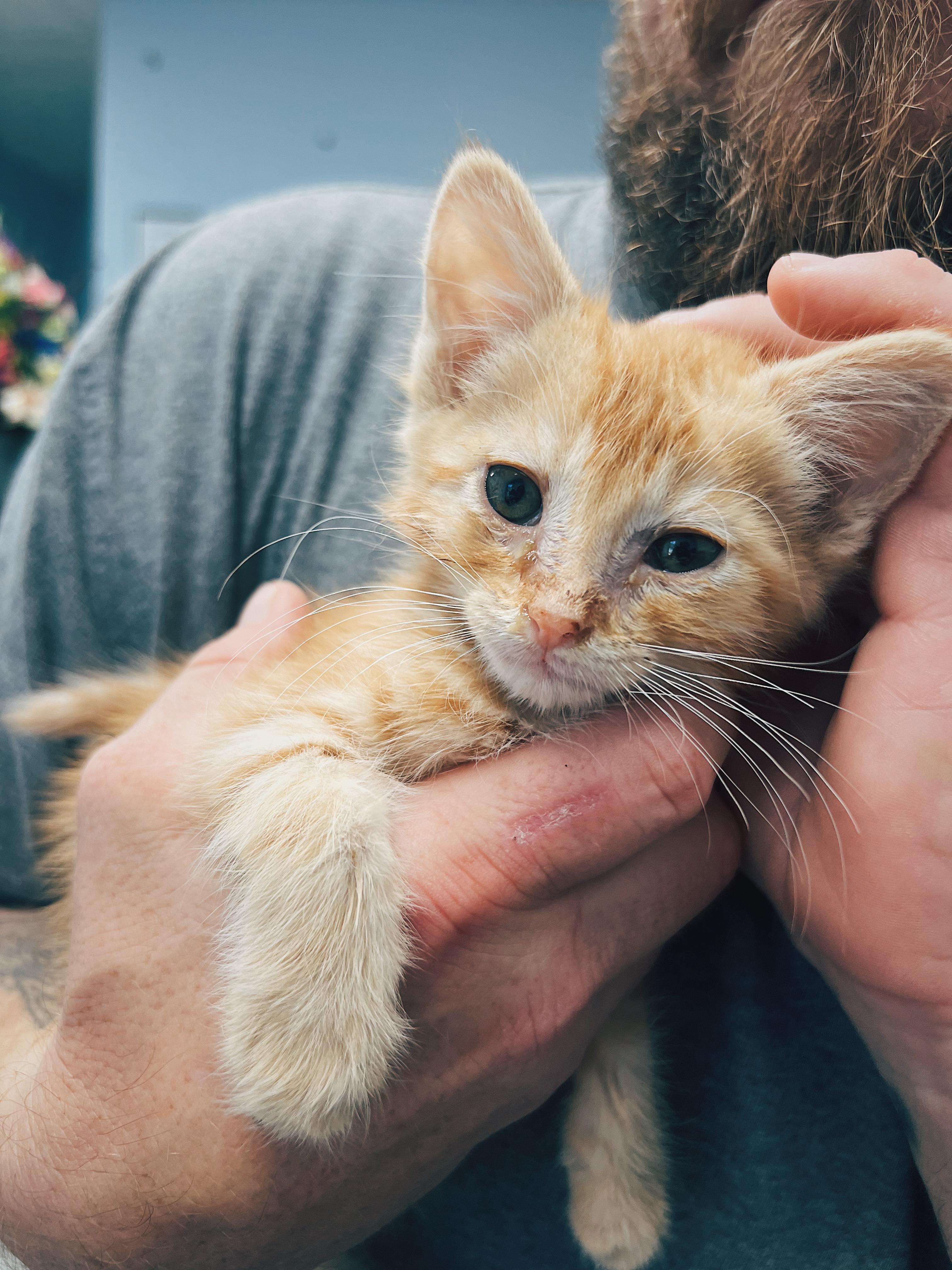 Acorn, ADOPTABLE, Kitten Male Domestic Medium Hair.