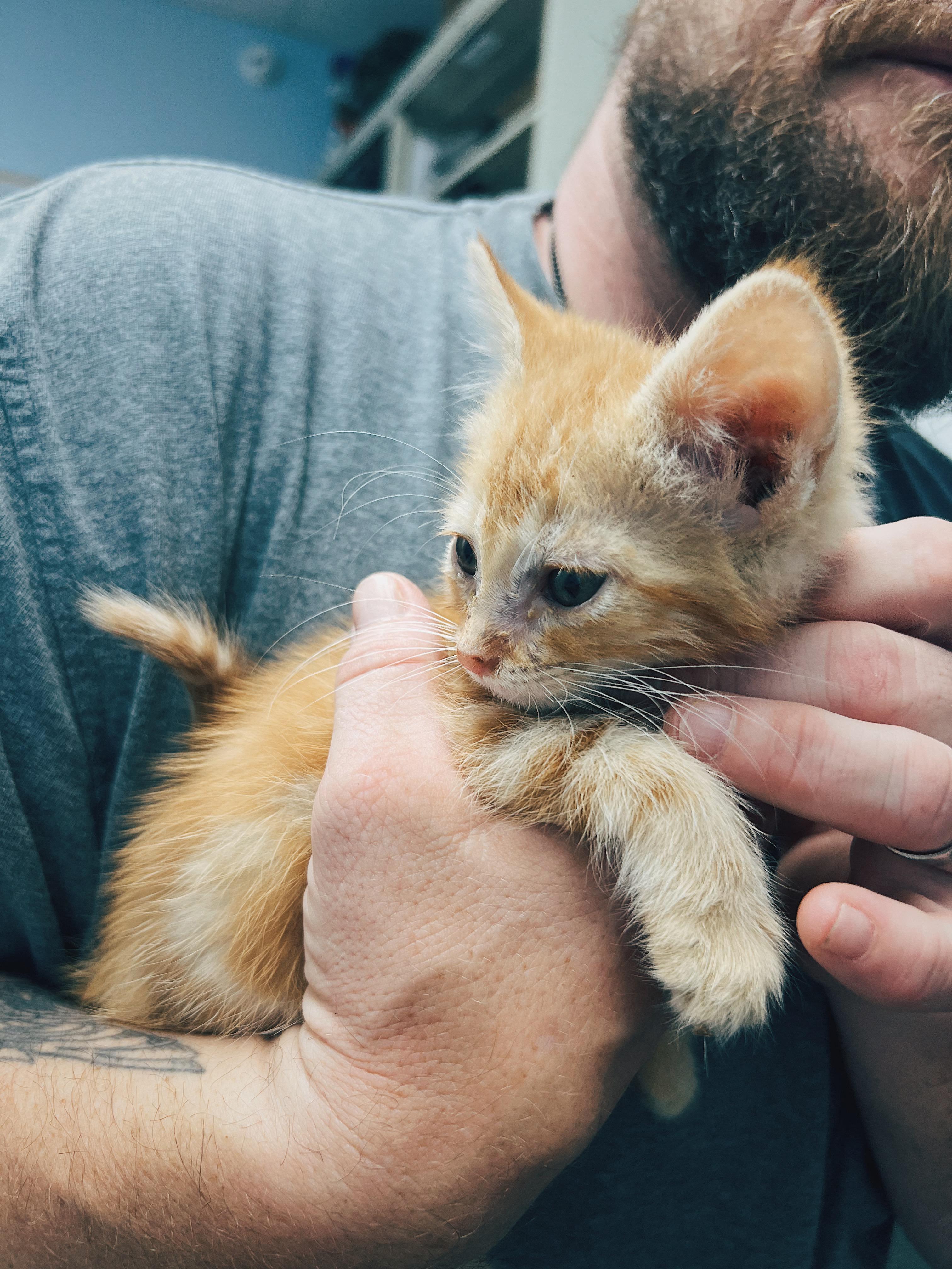 Acorn, a ADOPTABLE Domestic Medium Hair in Okmulgee, OK image 2/3