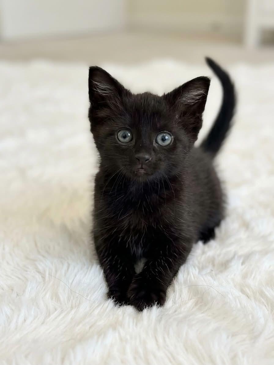 Babies, a ADOPTABLE Domestic Medium Hair in Charlotte, NC image 4/4