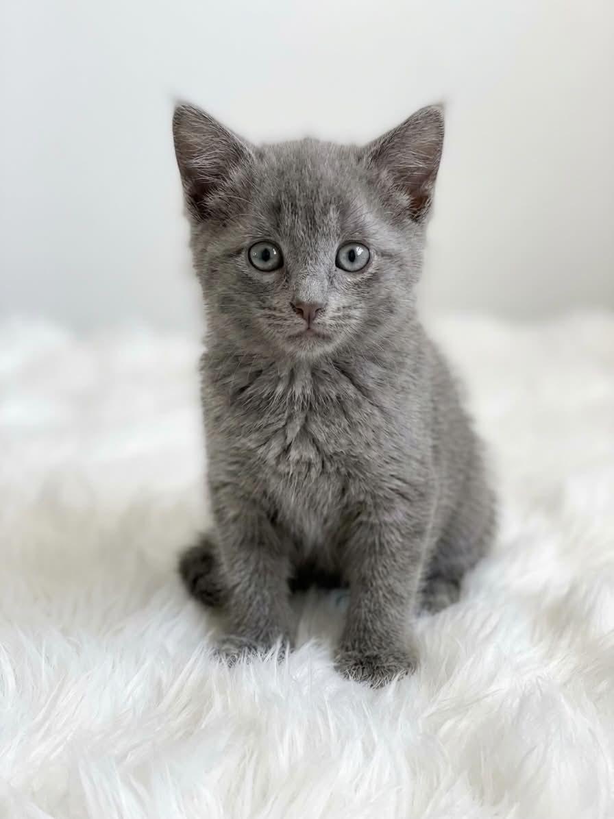 Babies, a ADOPTABLE Domestic Medium Hair in Charlotte, NC image 1/4