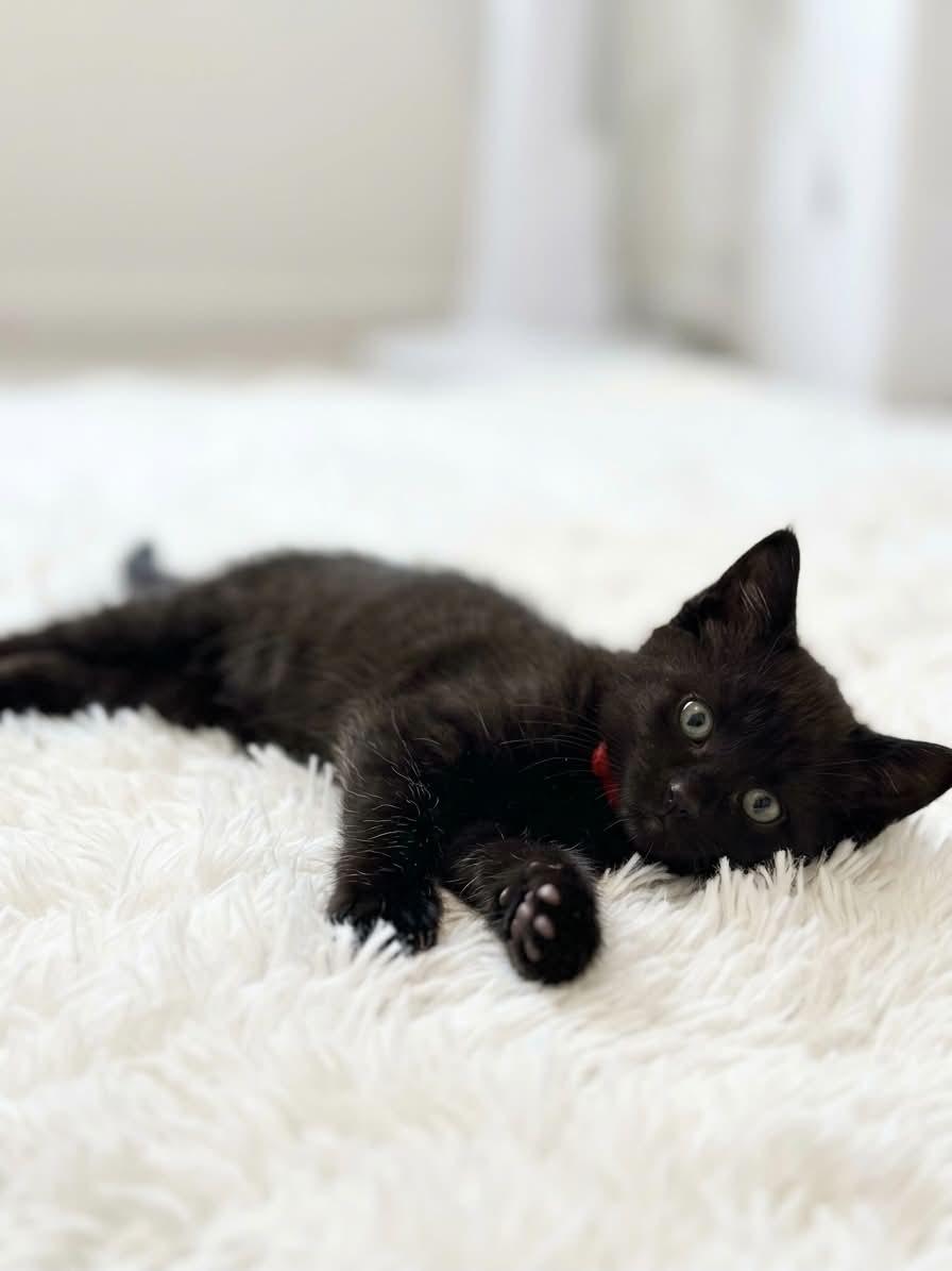 Babies, a ADOPTABLE Domestic Medium Hair in Charlotte, NC image 3/4