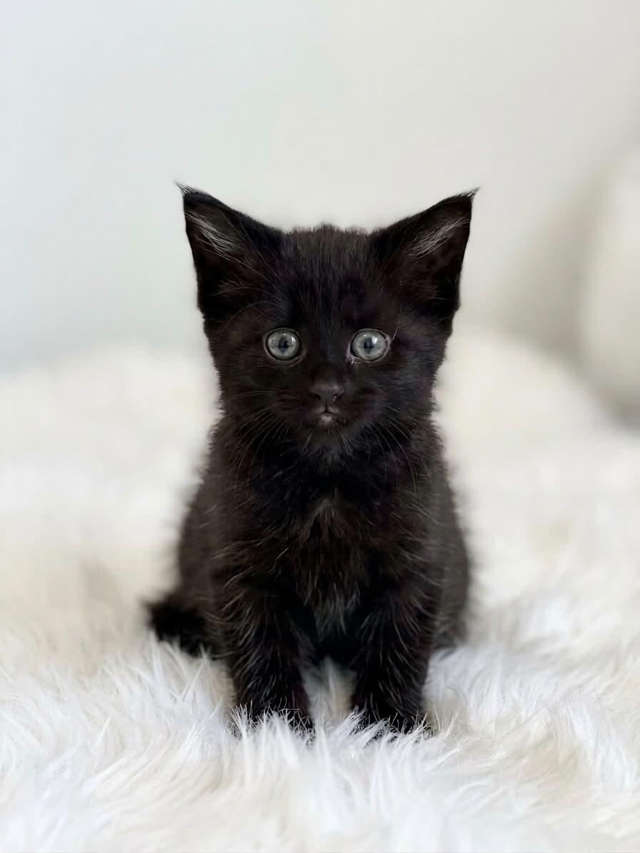 Babies, a ADOPTABLE Domestic Medium Hair in Charlotte, NC image 2/4