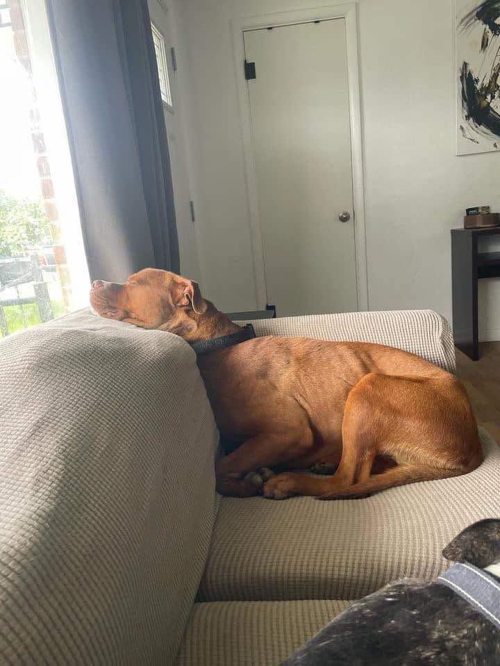 Van Haagar, Adoptable, Adult Male Pit Bull Terrier.