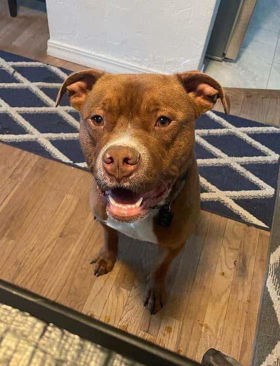 Enlarge Van Haagar, a Adoptable Pit Bull Terrier in West Richland, WA image 2/6