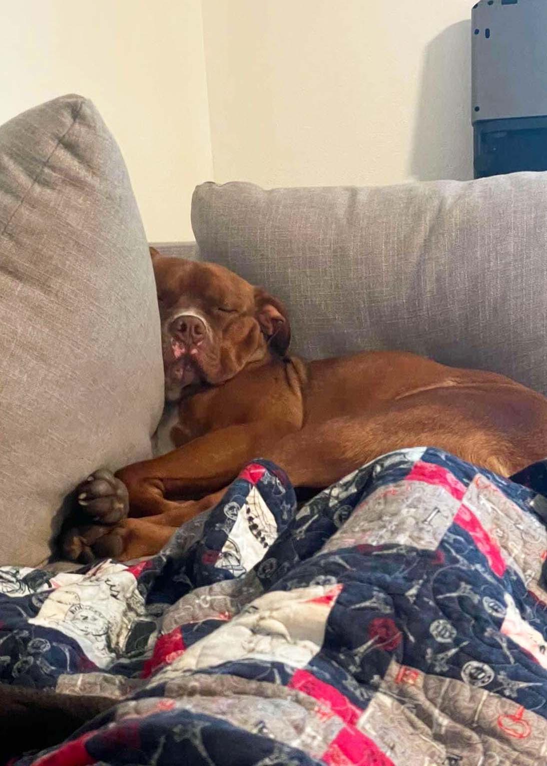 Enlarge Van Haagar, a Adoptable Pit Bull Terrier in West Richland, WA image 4/6