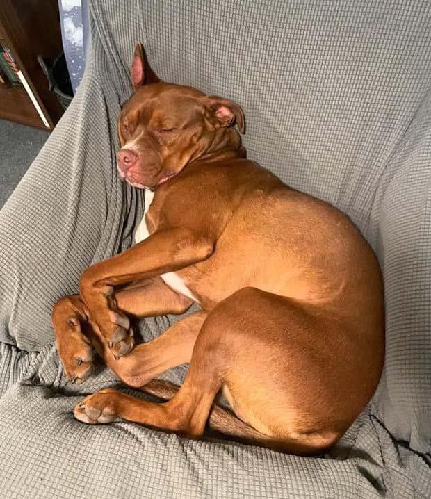 Enlarge Van Haagar, a Adoptable Pit Bull Terrier in West Richland, WA image 5/6