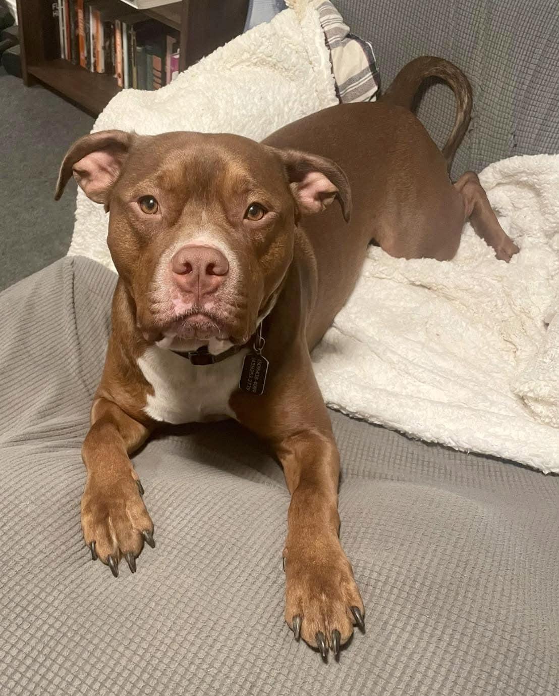 Enlarge Van Haagar, a Adoptable Pit Bull Terrier in West Richland, WA image 6/6