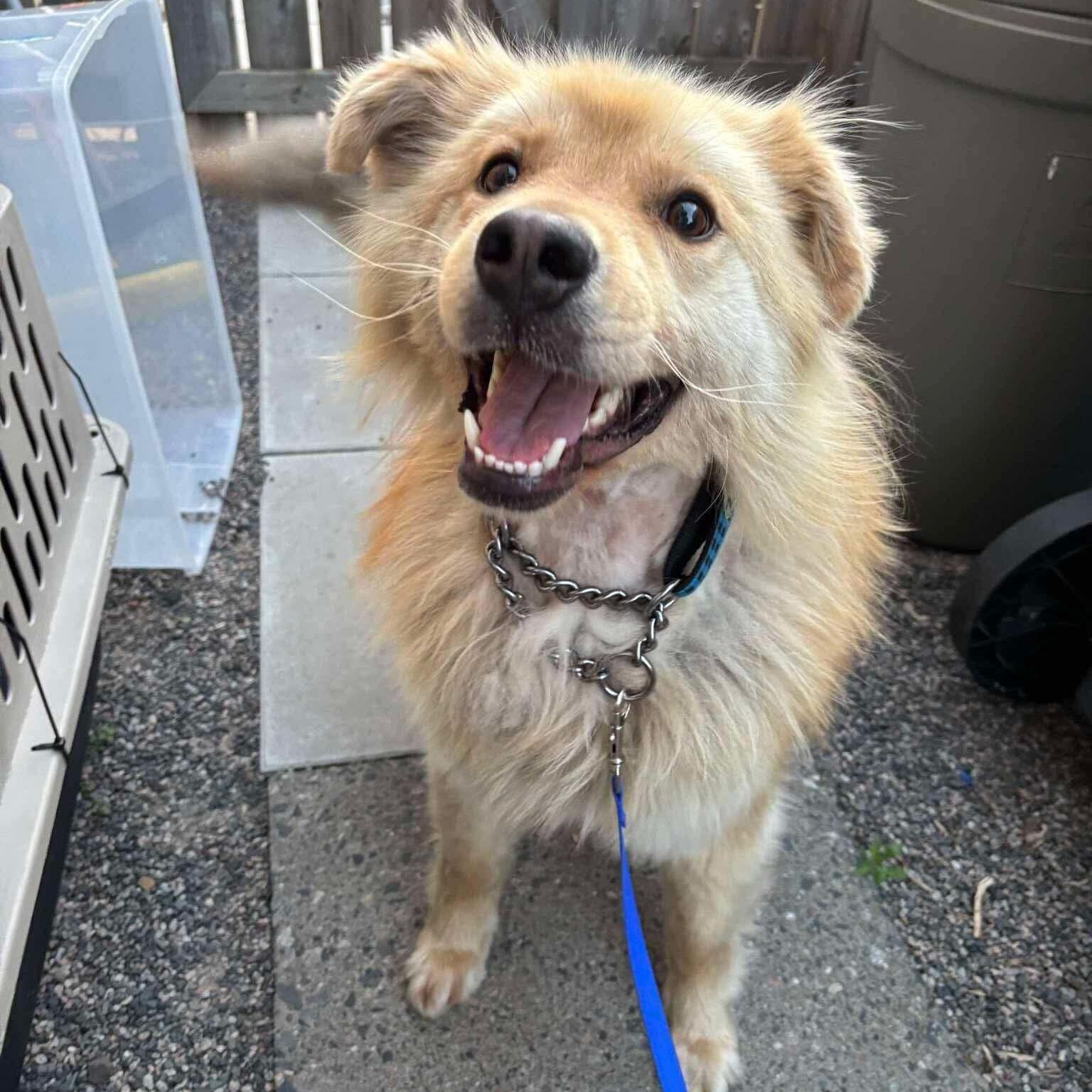 Muttly, Adult Male Husky