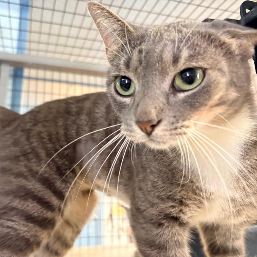 Enlarge Pistachio, a Adoptable Domestic Short Hair in Clarksville, AR image 1/6