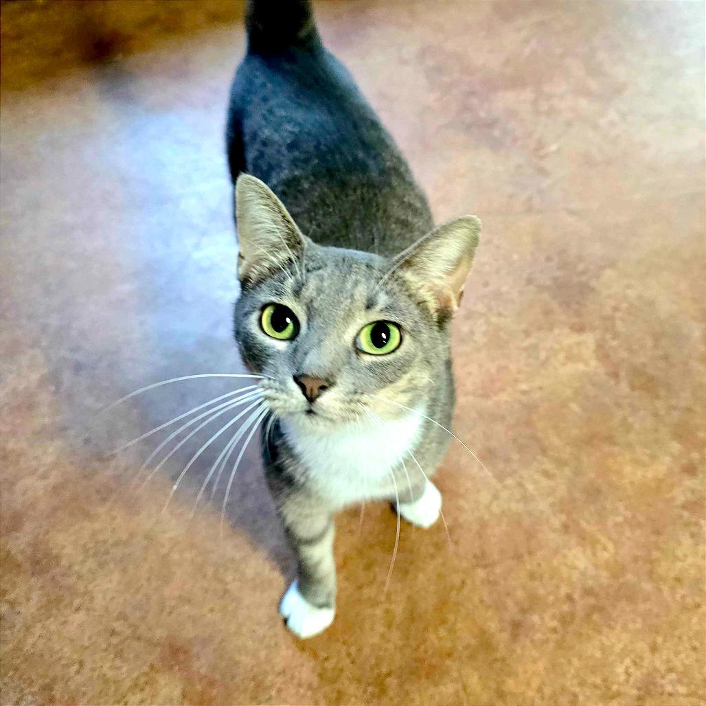 Enlarge Pistachio, a Adoptable Domestic Short Hair in Clarksville, AR image 2/6