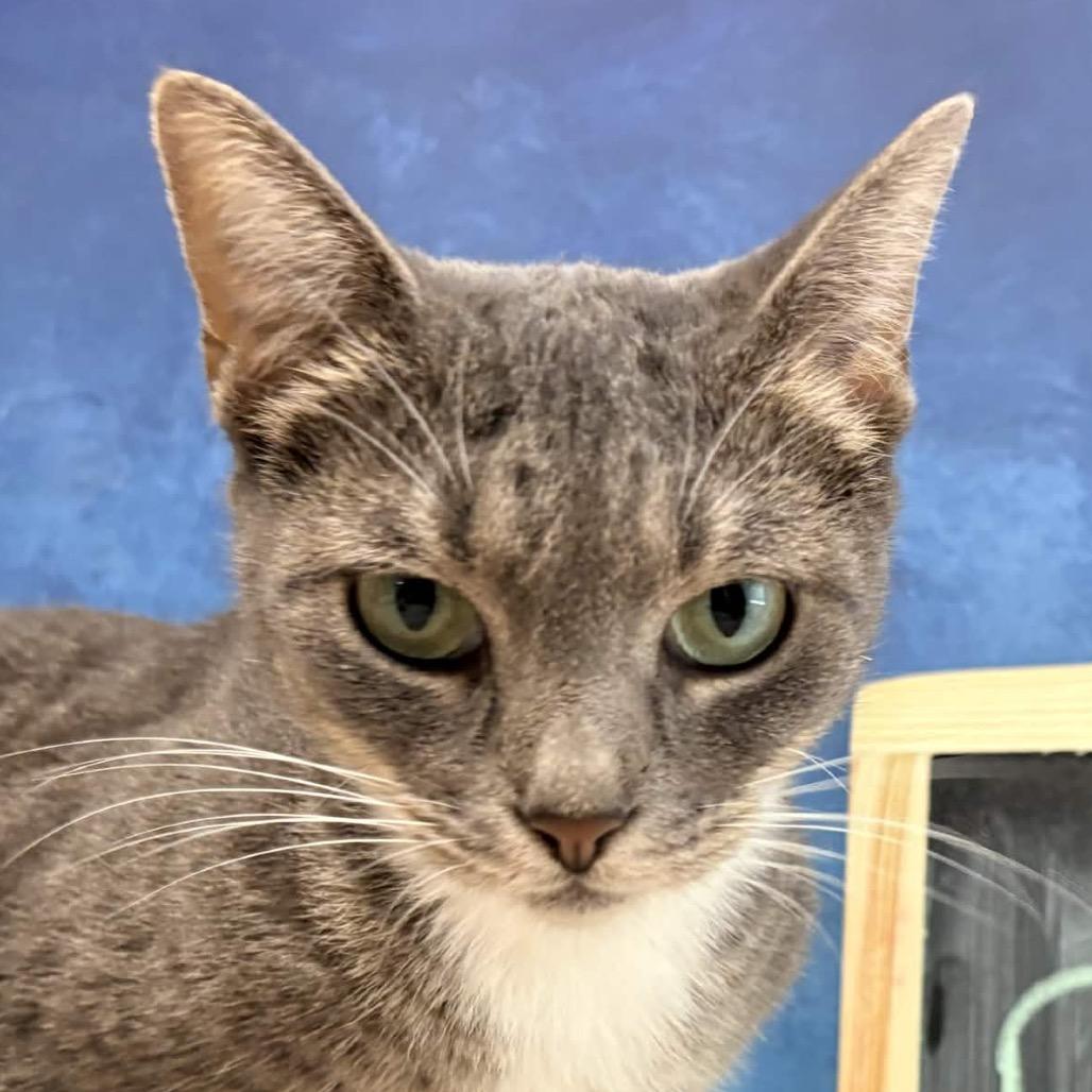 Enlarge Pistachio, a Adoptable Domestic Short Hair in Clarksville, AR image 3/6