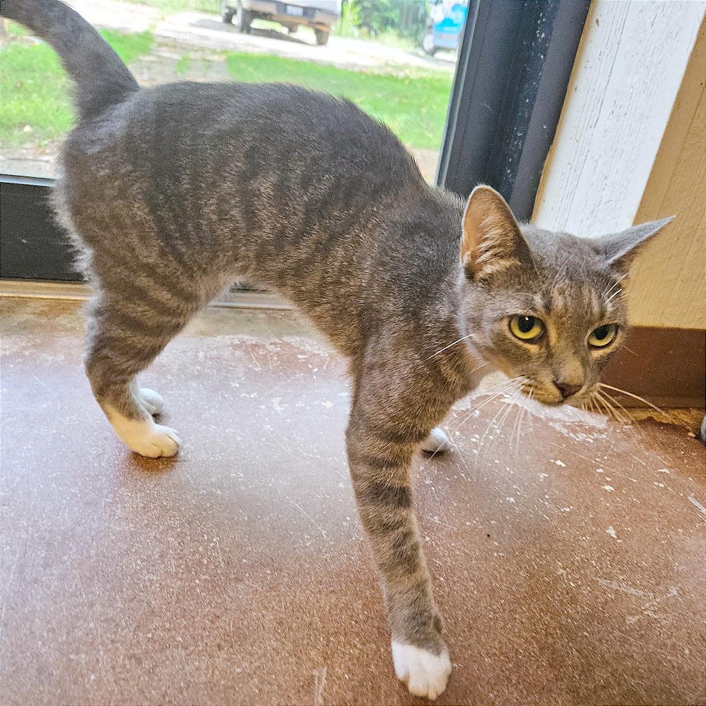 Enlarge Pistachio, a Adoptable Domestic Short Hair in Clarksville, AR image 4/6