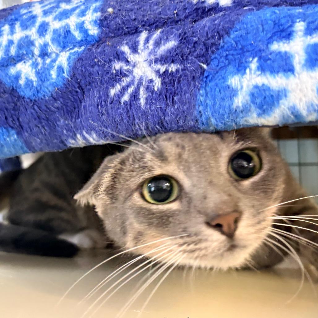 Enlarge Pistachio, a Adoptable Domestic Short Hair in Clarksville, AR image 5/6
