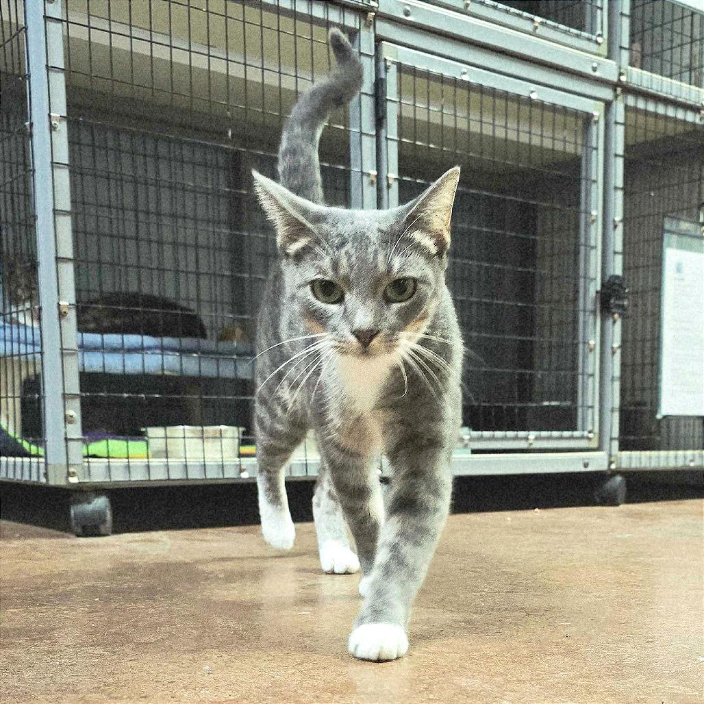 Enlarge Pistachio, a Adoptable Domestic Short Hair in Clarksville, AR image 6/6