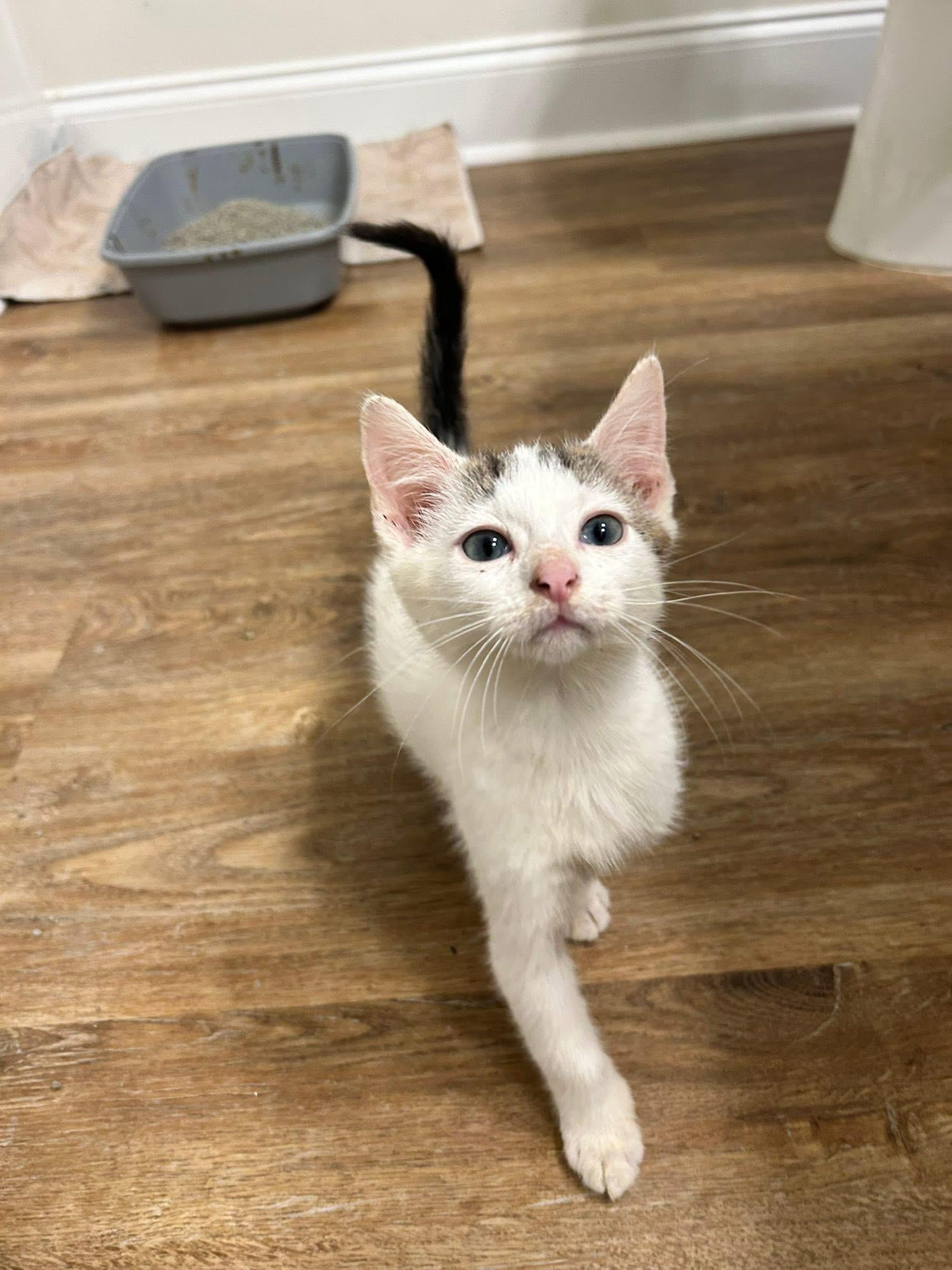 Coconut, a Adoptable Domestic Short Hair in Sanford, NC image 2/5