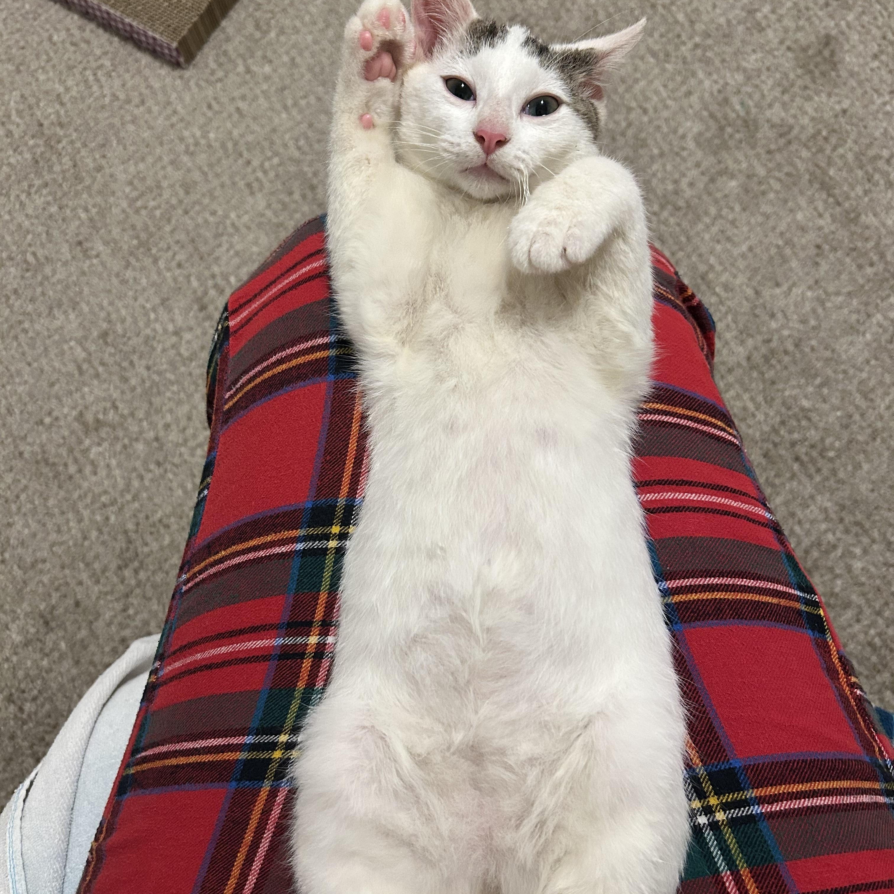 Coconut, a Adoptable Domestic Short Hair in Sanford, NC image 4/5