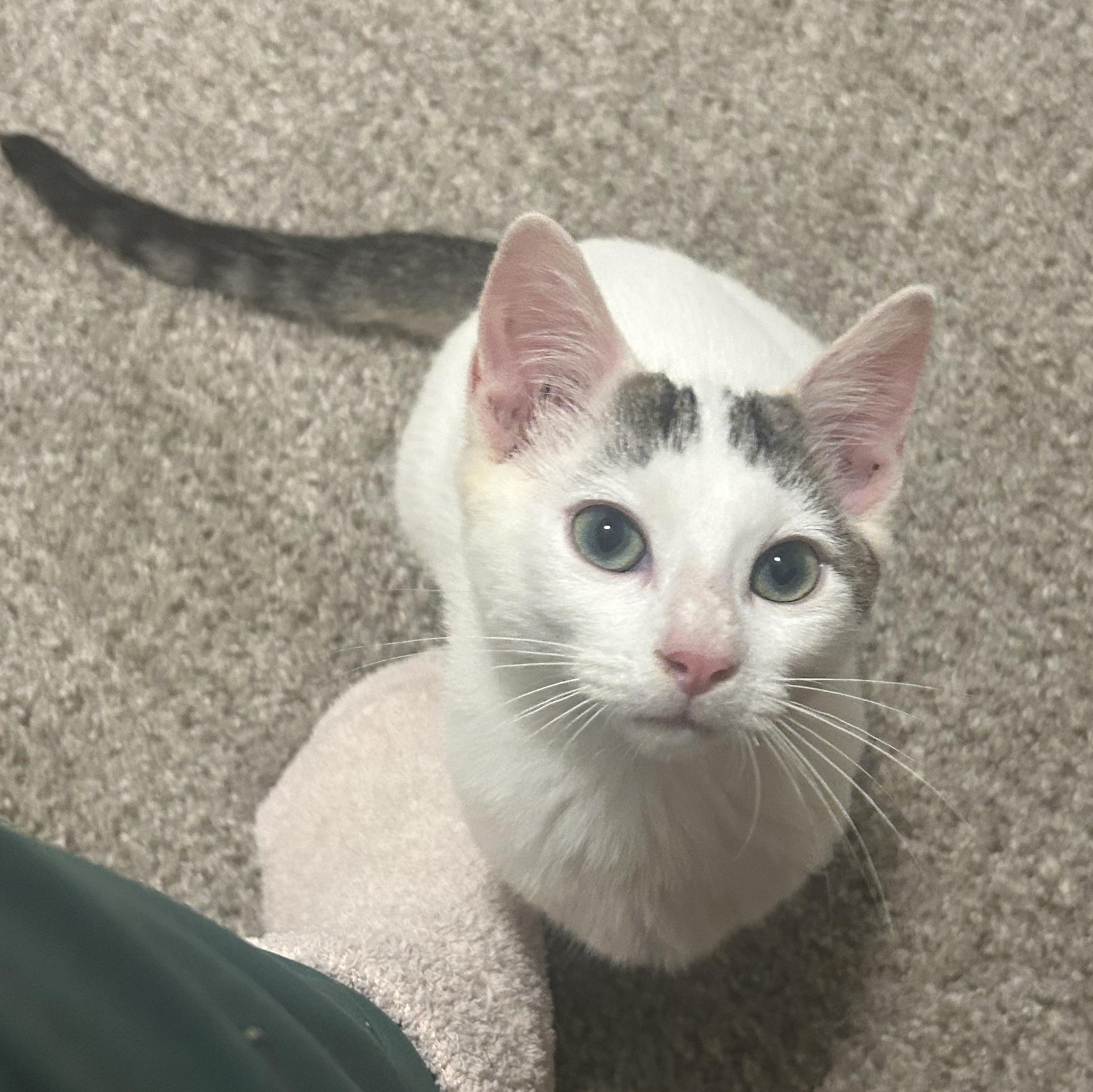 Coconut, a Adoptable Domestic Short Hair in Sanford, NC image 1/5