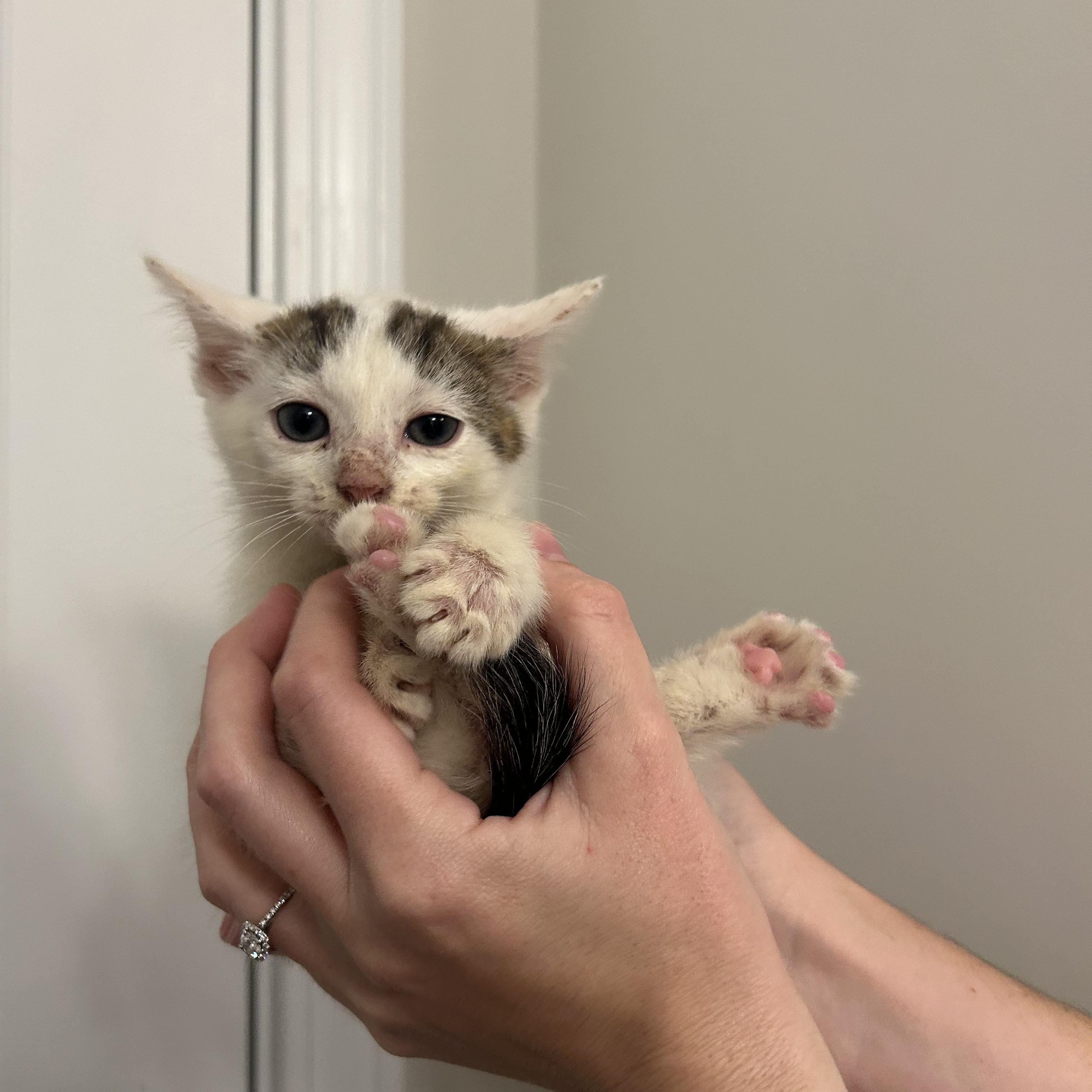 Coconut, a Adoptable Domestic Short Hair in Sanford, NC image 3/5
