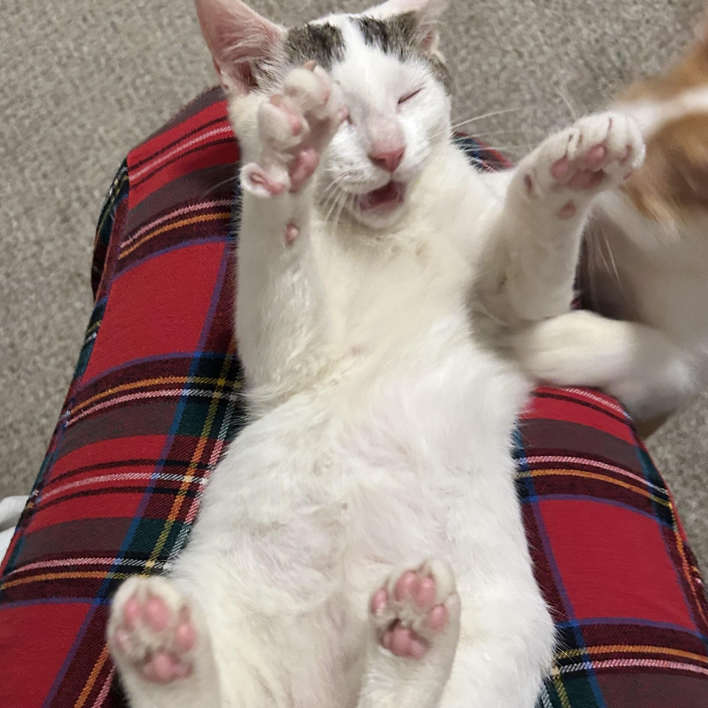 Coconut, a Adoptable Domestic Short Hair in Sanford, NC image 5/5