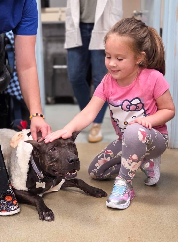 Penelope, a Adoptable Pit Bull Terrier in Phoenix, MD image 3/5