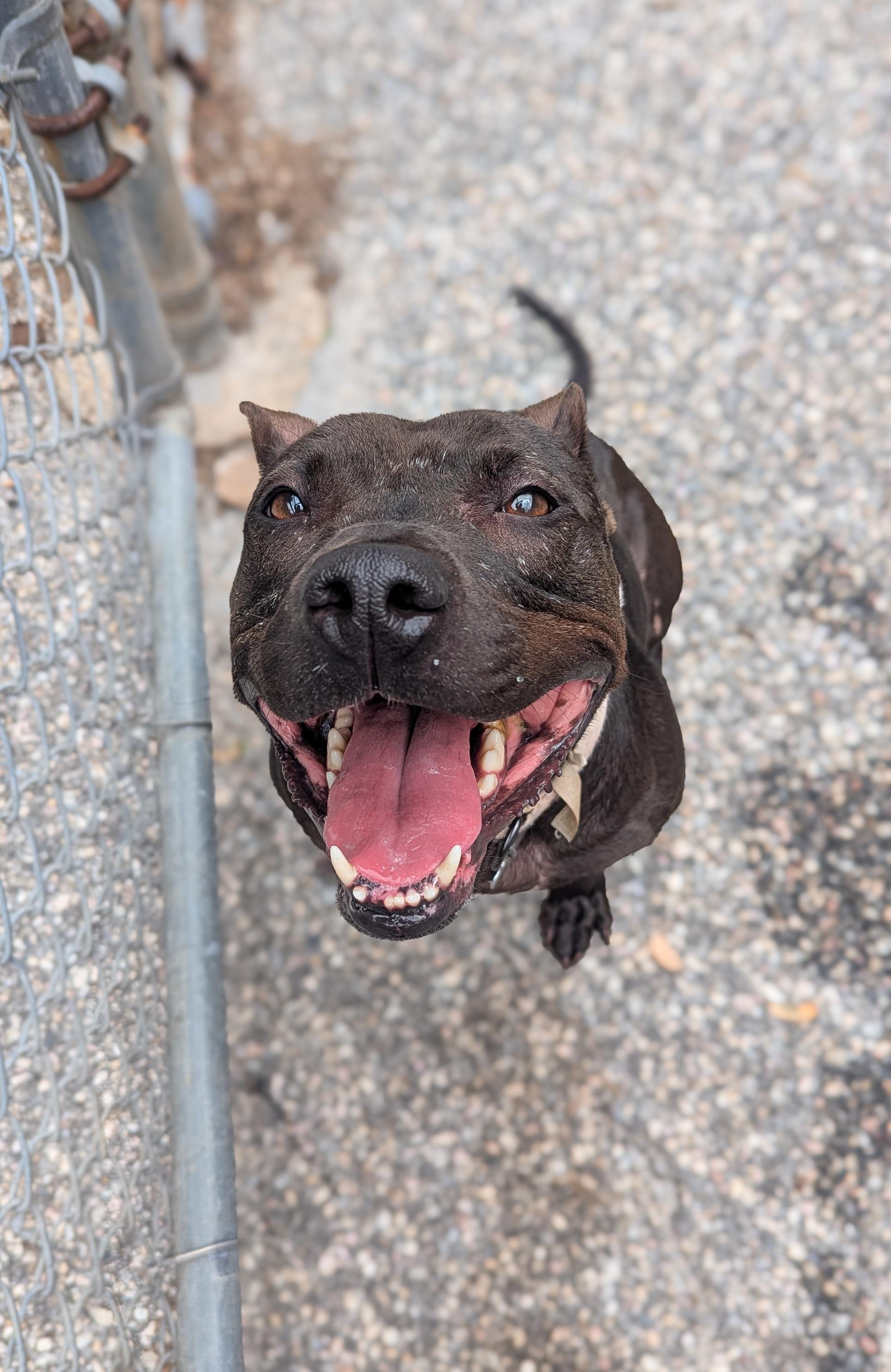 Penelope, a Adoptable Pit Bull Terrier in Phoenix, MD image 2/5