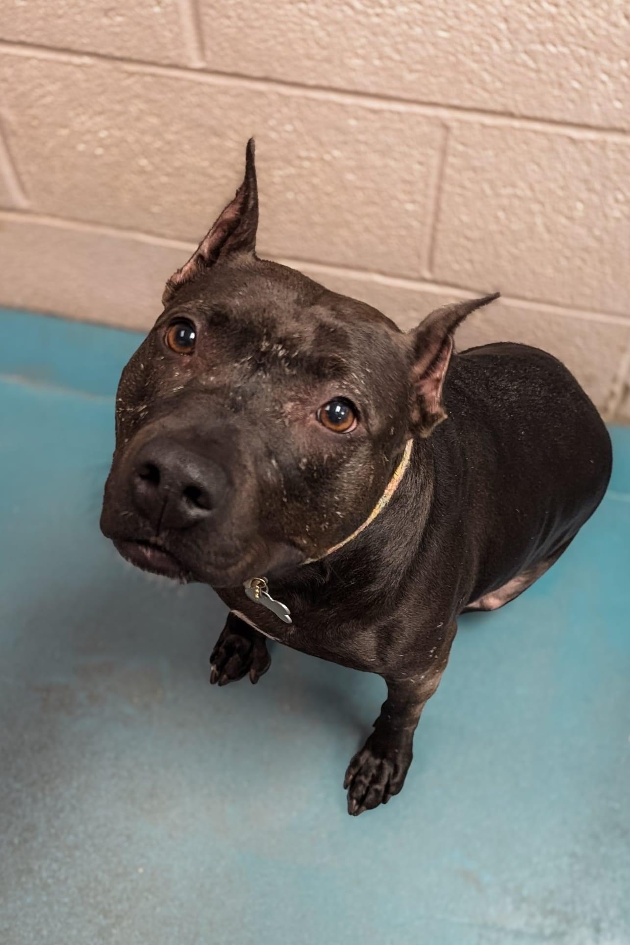 Penelope, a Adoptable Pit Bull Terrier in Phoenix, MD image 5/5