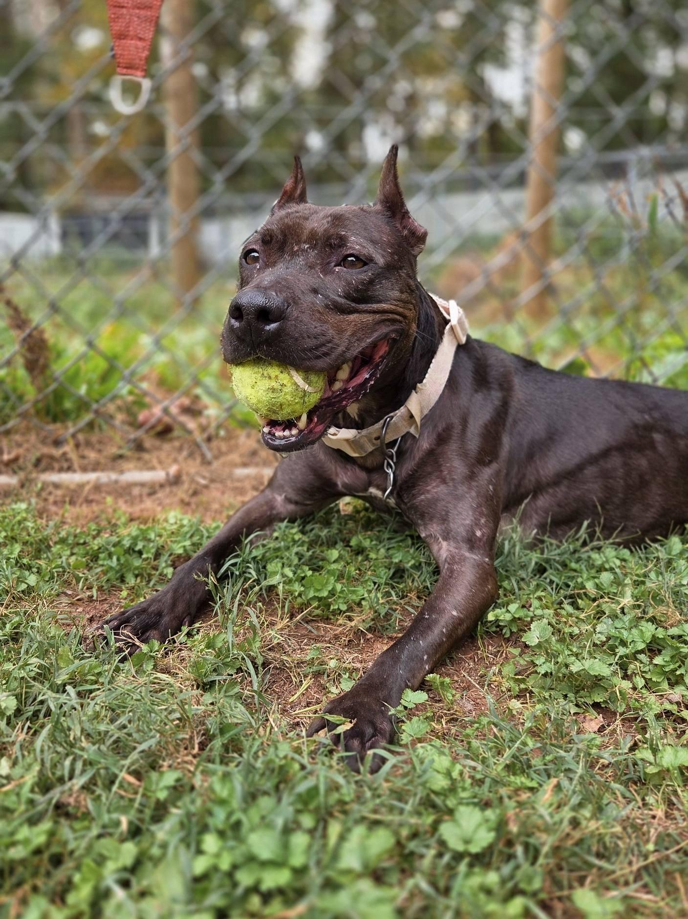 Penelope, a Adoptable Pit Bull Terrier in Phoenix, MD image 1/5
