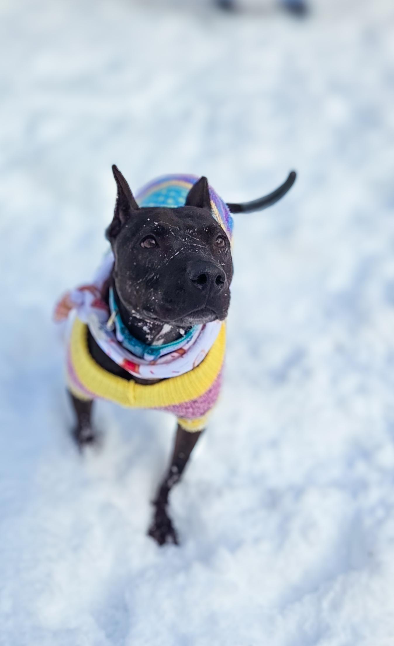 Penelope, a Adoptable Pit Bull Terrier in Phoenix, MD image 4/5