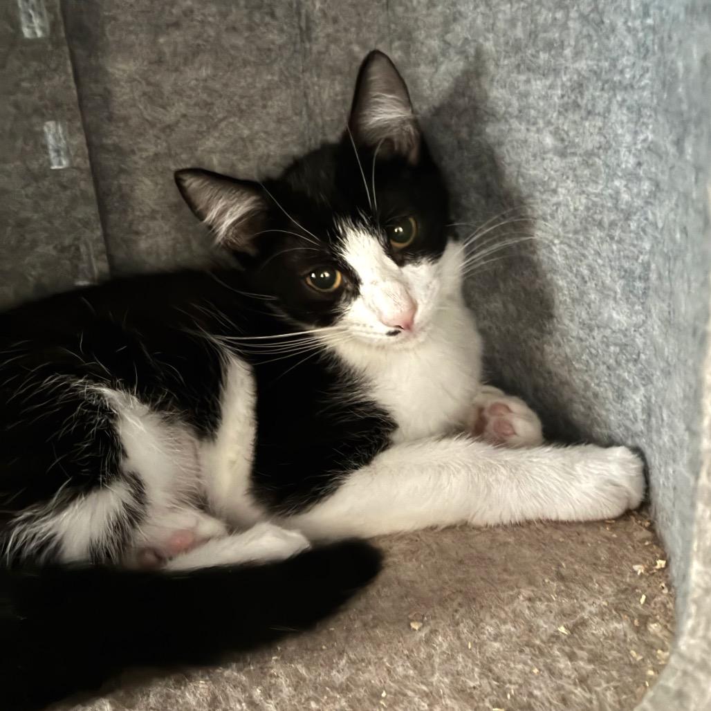 Antonia, a Adoptable Domestic Short Hair in Bulverde, TX image 1/2