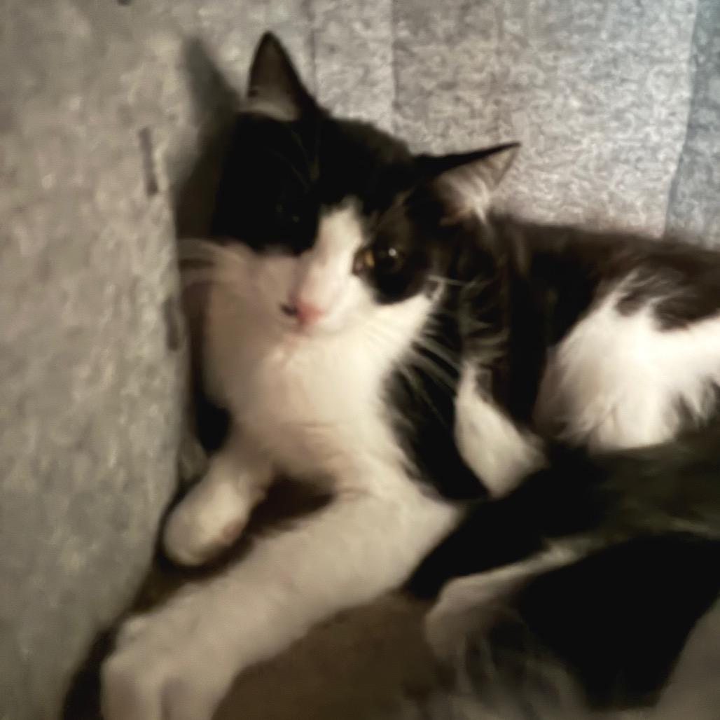 Antonia, a Adoptable Domestic Short Hair in Bulverde, TX image 2/2