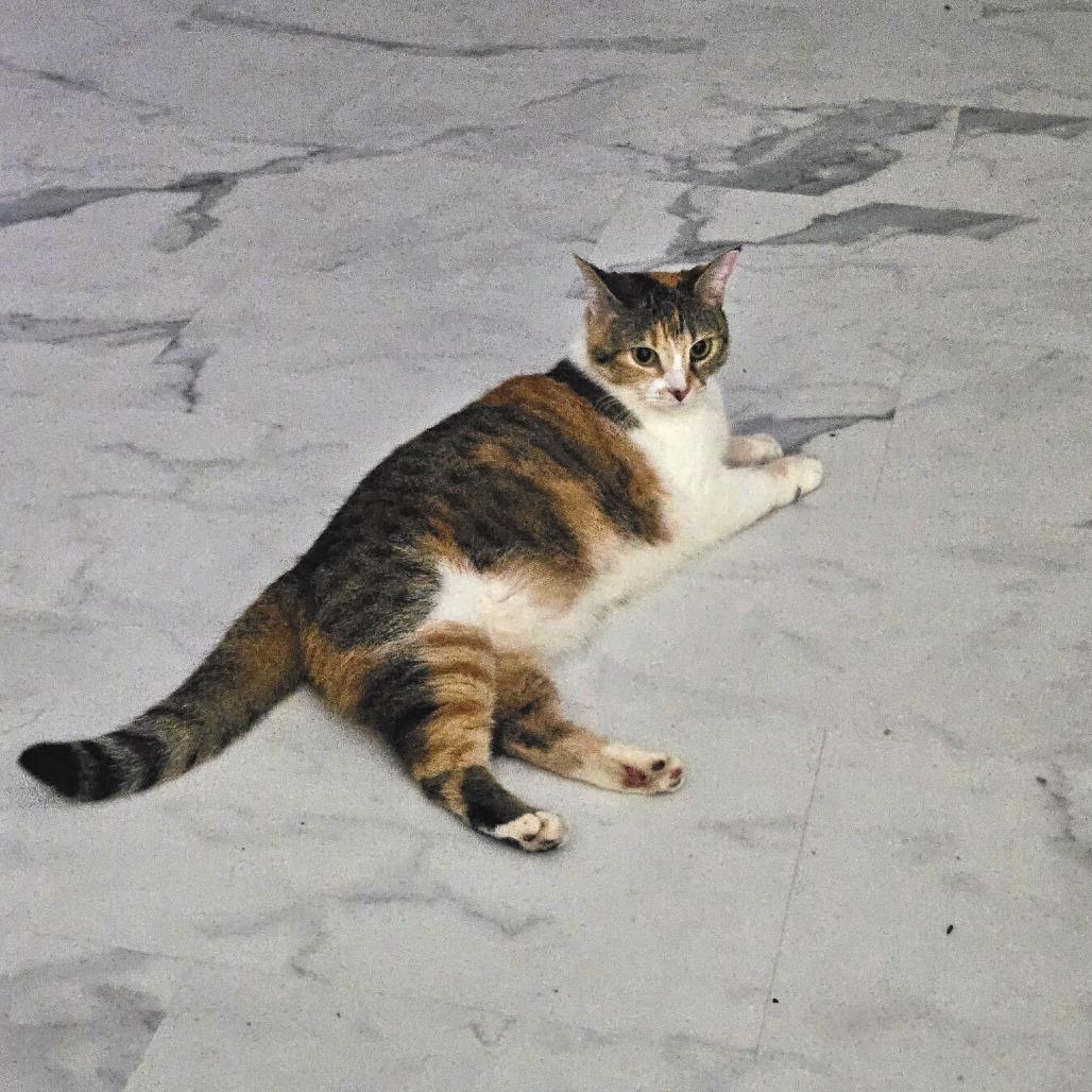 *Mai Tai, Adoptable, Adult Female Domestic Short Hair.
