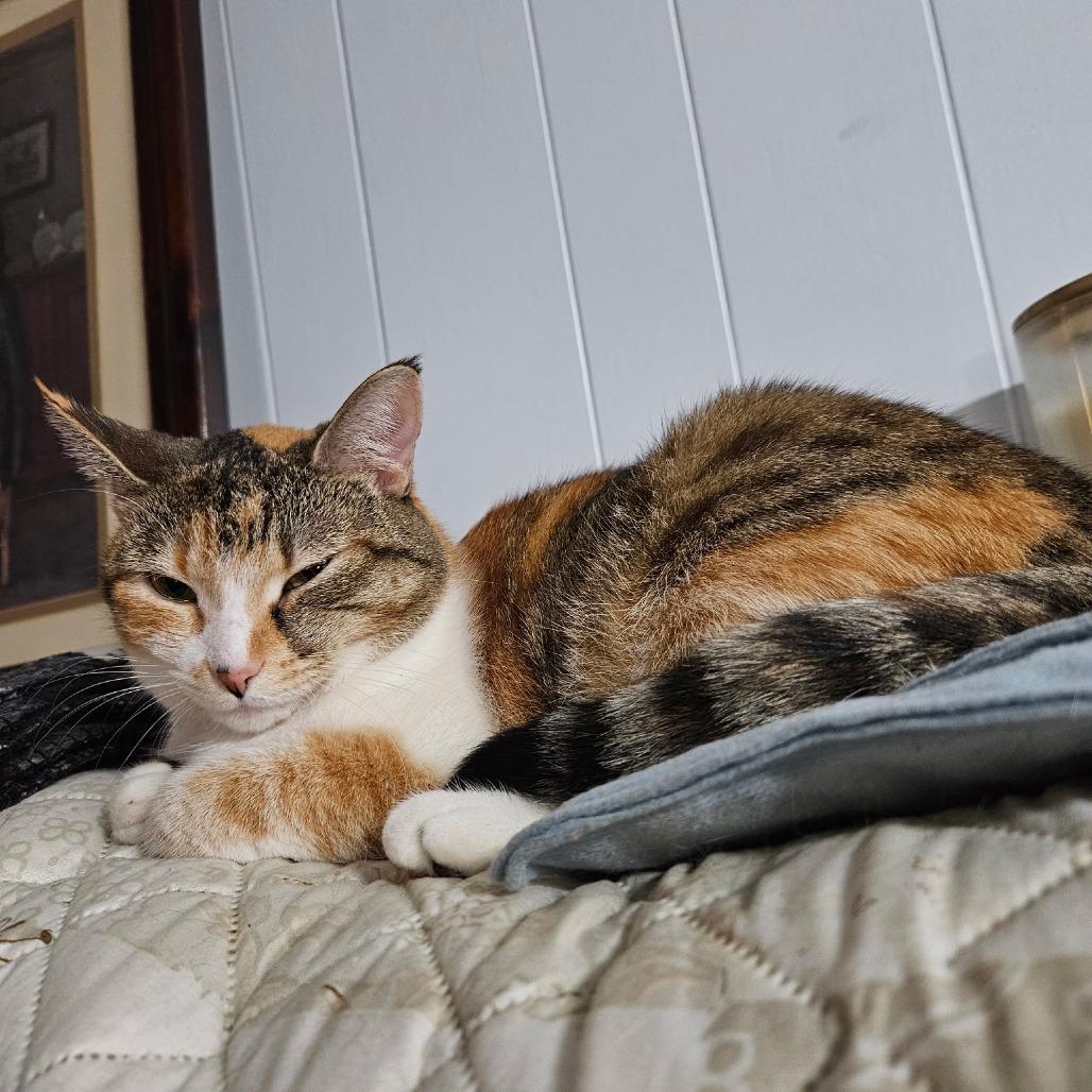 Enlarge *Mai Tai, a Adoptable Domestic Short Hair in Huntsville, AL image 2/2