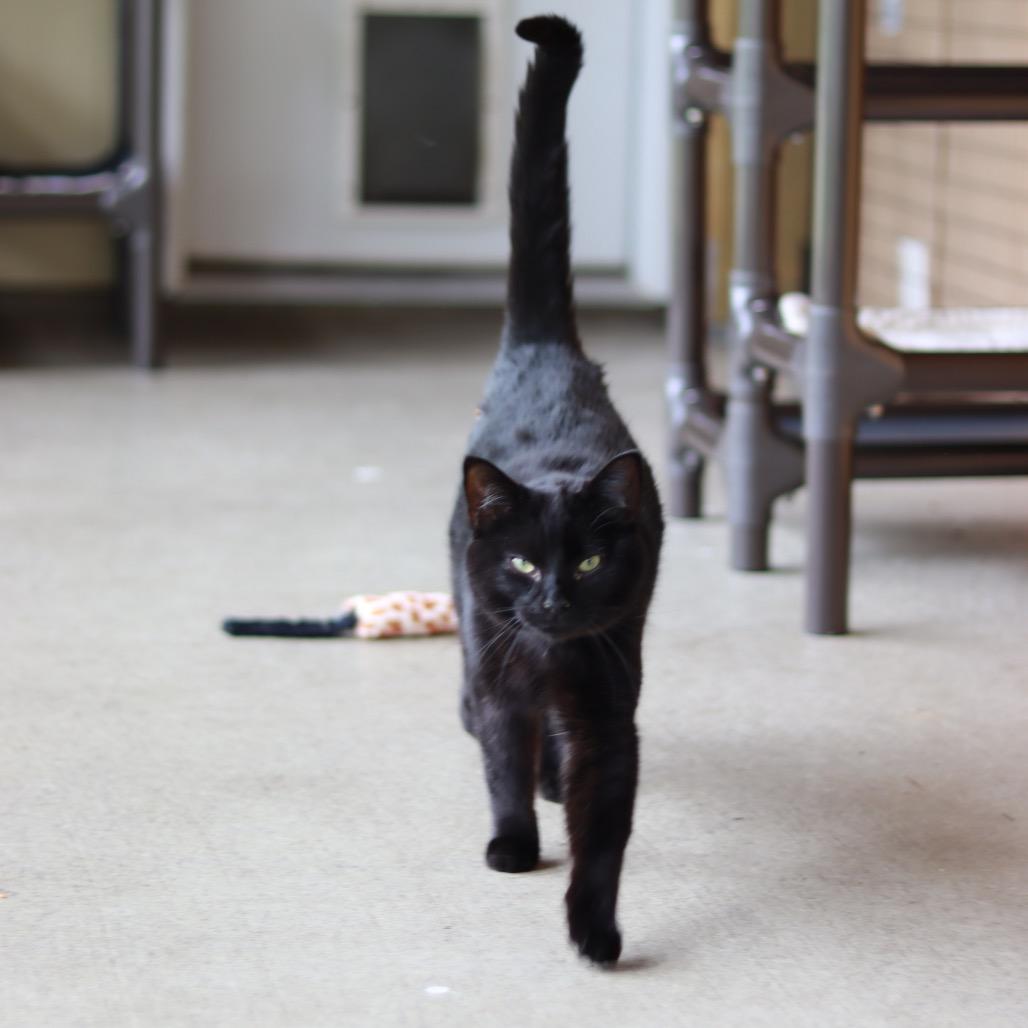 Moe, Adoptable, Young Male Domestic Short Hair.