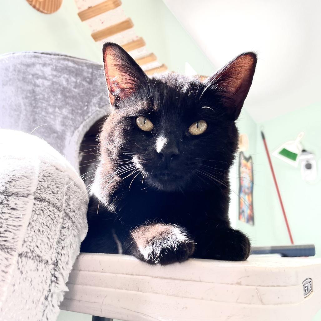 Moe, Adoptable, Young Male Domestic Short Hair.