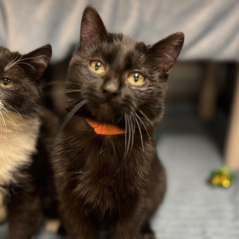 Enlarge Huttlestorm, a Adoptable Domestic Short Hair in Keizer, OR image 1/2