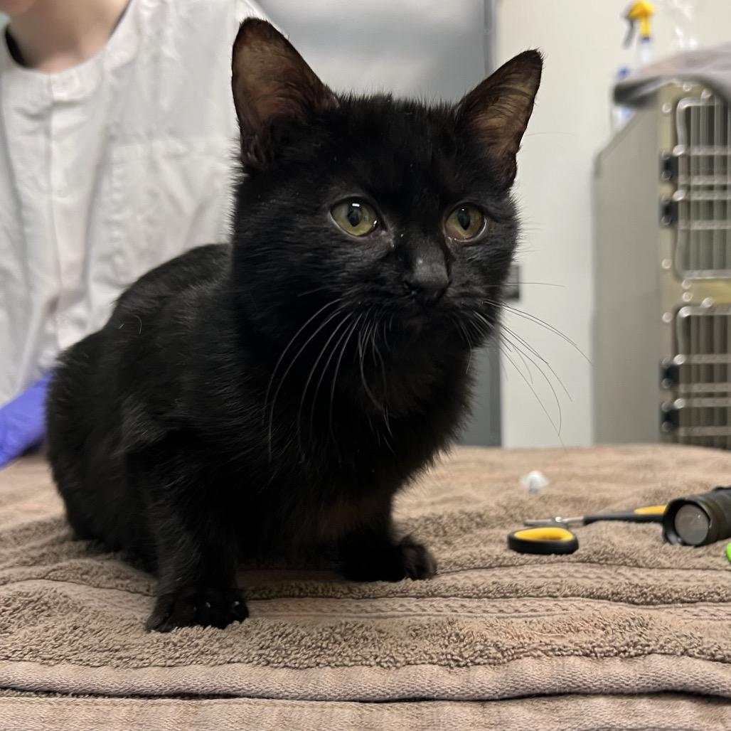 Enlarge Huttlestorm, a Adoptable Domestic Short Hair in Keizer, OR image 2/2