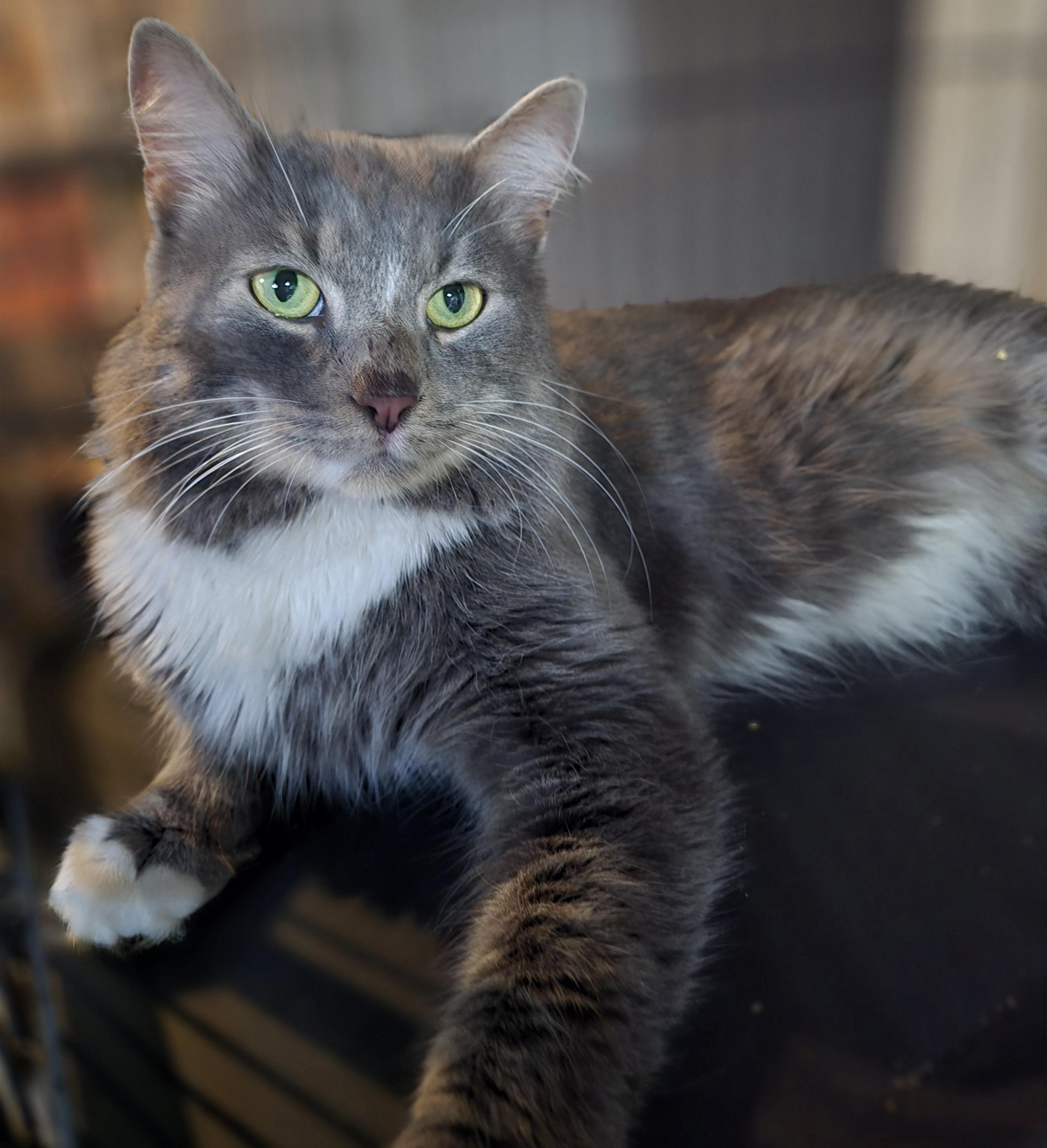 Winston, a Adopted mixed breed in Elizabeth, PA image 2/5